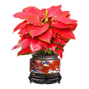 吉利红盆栽红掌招财树客厅发财树乔迁之喜室内旺宅高级感花卉绿植