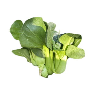 5斤江西农家露天青菜霜冻青菜老品种小白菜当季新鲜绿色蔬菜现摘