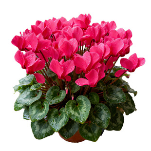 仙客来盆栽带花带花苞室内阳台大花花卉植物好养活浓香型盆景花卉