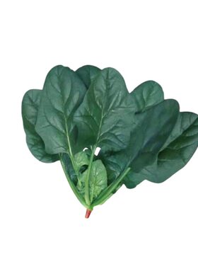 【趴地菠菜】农家土菠菜耐寒越冬地爬菠菜种籽 春秋大叶菠菜