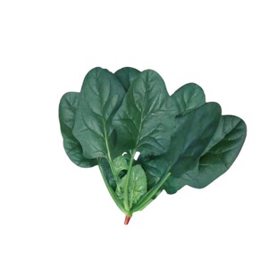 【趴地菠菜】农家土菠菜耐寒越冬地爬菠菜种籽 春秋大叶菠菜