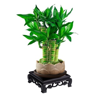 风水富贵竹植物客厅招财文昌竹盆栽中式盆景转运观音竹子室内绿植
