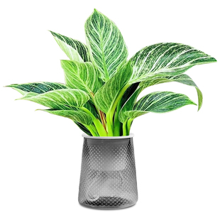 铂金钻水培植物室内好养大叶金钻绿公主盆栽带花苞蔓绿绒花卉绿植