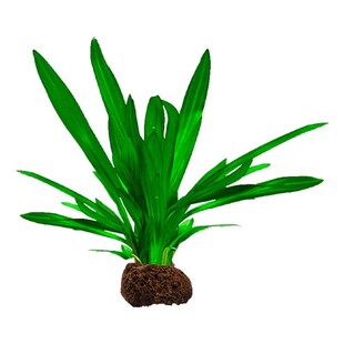 水草鱼缸专用大叶九冠绿皇冠水培植物净化水质好养鱼缸造景装饰