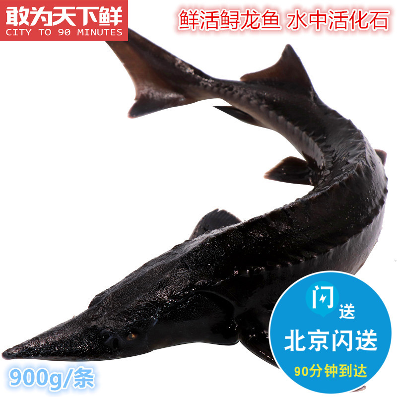 1.8-2斤1条 北京闪送 鲜活鲟龙鱼 鲟鱼活体淡水新鲜水产 食用鲟鱼