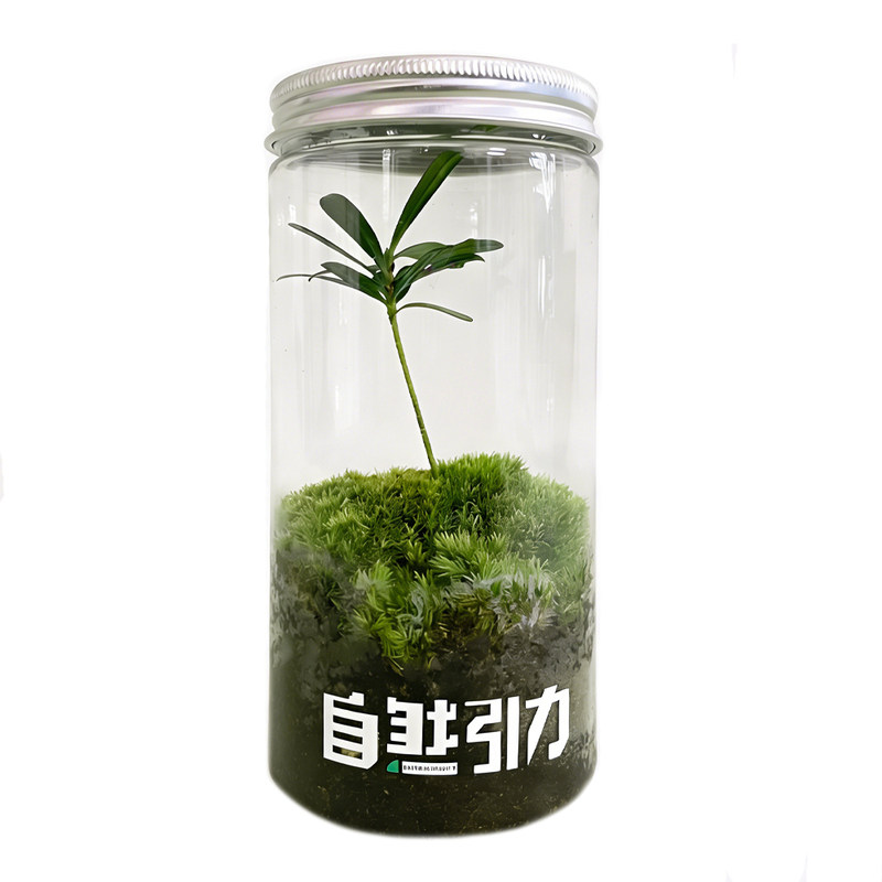 自然引力-罗汉松苔藓 微景观桌面小绿植室内植物好养植物送人礼品