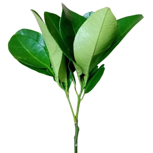 【顺丰包邮】新鲜柚子叶除晦气洗澡带枝老树碌柚叶乔迁新居出狱