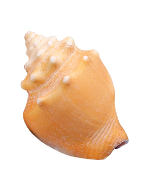 青瓜生活馆寄居蟹替换壳