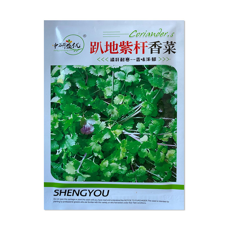中研盛优趴地紫杆香菜种子