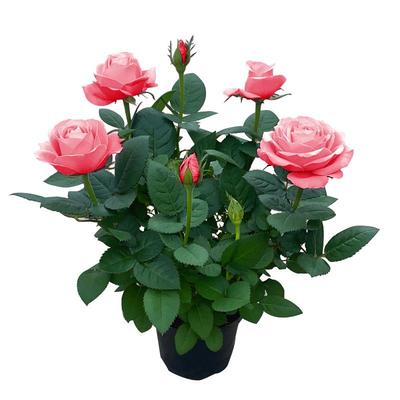 玫瑰盆栽带花苞月季花苗四季好养