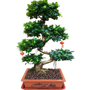 大型小叶榕树盆景植物气根树桩老桩造型室内客厅盆栽四季常青包邮
