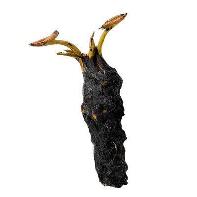 红荷根水草中后景耐养浮叶观赏