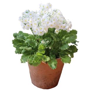 花彩玫瑰报春花苗樱花草盆栽阳台草花卉庭院种植物花境易爆花量大