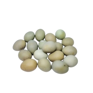 芦丁鸡受精蛋可孵化迷你鸡蛋孵化芦丁鸡蛋受精卵芦丁鸡蛋种蛋