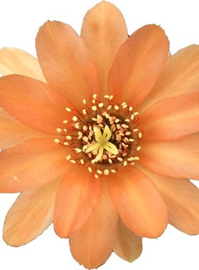 室内阳多肉植物黑法师圆叶玫瑰紫