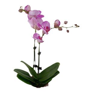 新鲜蝴蝶兰盆栽鲜花多色迷你可爱花卉 家居客厅观赏花 同城速递