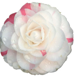 十八学士 华东十大名茶福建龙岩永福镇经典茶花四季常绿名贵树种