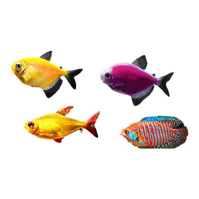 热带观赏鱼精品好养孔雀鱼斑马鱼