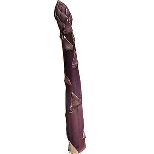 芦笋种籽紫芦笋种子四季多年生京紫芦2号石刁柏紫色根苗种孑