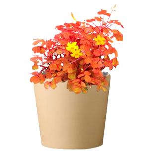 熔岩小红枫酢浆草桌面景观造景植物阳台盆栽绿植带盆基地直销