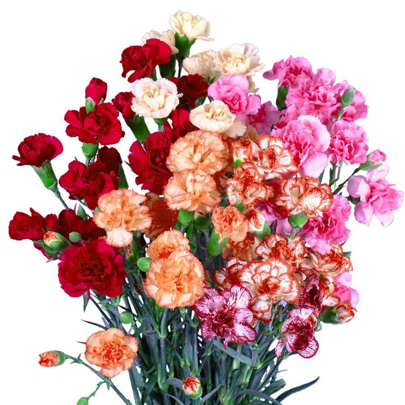 新品四季花卉观花植物好养开花康乃馨花种子盆栽庭院花籽易种活