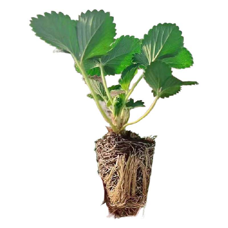 草莓苗穴盘苗新苗草莓秧量大从优