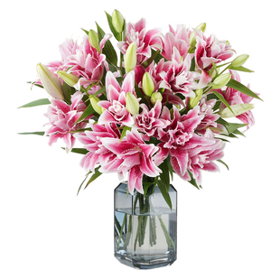 海蒂的花园百合种球香水重瓣百合种球东方月亮百合冰美人盆栽阳台