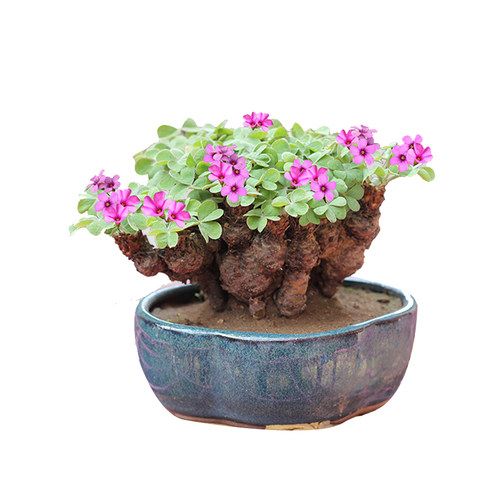 三叶草老桩小盆景炸酢浆草掌上微型盆造型幸运草种球四季花疙瘩桩