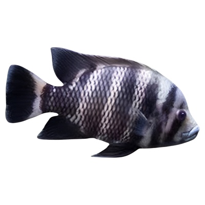 非洲十间鱼活体鱼苗大型热带观赏鱼龙鱼配鱼坦鲷马鲷鱼