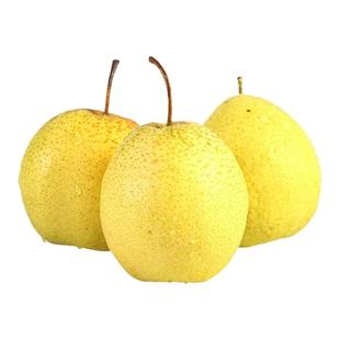 正宗雪梨河北特产赵县雪花梨子新鲜水果梨子当季雪梨