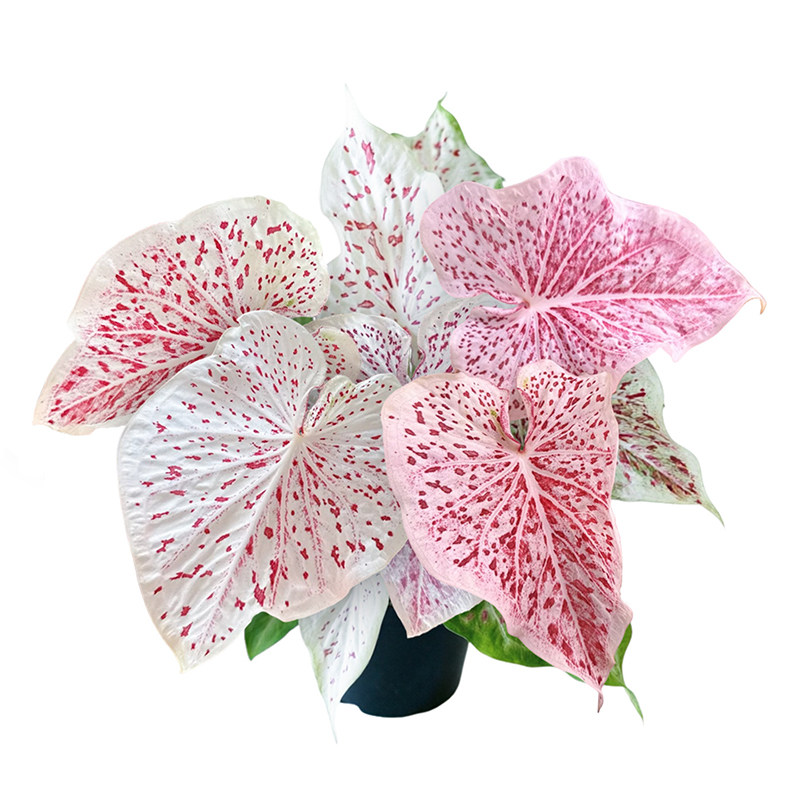 泰彩彩叶芋易发色耐旱耐阴好饲养