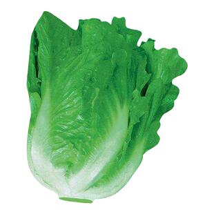 意大利生菜王种子种籽四季蔬菜菜种孑子籽种菜籽大全奶油孔雀菜莱