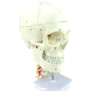 ENOVO颐诺医学人体头颅骨人大脑模型头骨模型1:1颅脑神经外科解剖颅骨手术操作参考医生培训教具人脑结构标本