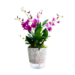 绿植红泼墨石斛兰花盆栽带花苞 香水石斛兰花苗花卉植物室内好养