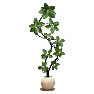 孟加拉榕绿植室内大型客厅绿植高端大气上档次黄金榕树盆栽好养活