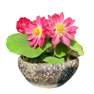 碗莲种藕根茎带芽小型荷花苗水培植物带花苞四季盆栽睡莲花卉开花