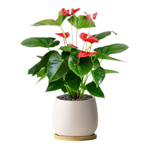红掌盆栽鸿运当头花卉植物室内好养水培绿植发财树办公室桌面盆景