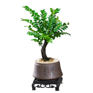 小叶紫檀盆景老桩植物室内茶几客厅办公桌面树苗四季好养绿植盆栽