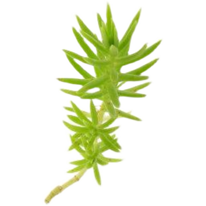 花镜地被植物中华景天金叶过路黄金佛甲草苗红景天金莎曼姬岩垂草