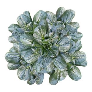 顺丰江苏南通海安如皋黑塔菜菜露天霜冻新鲜黑塌菜趴地菜塌菜农家