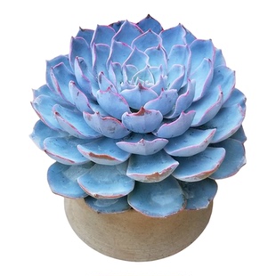 精品多肉植物蓝石莲莲花座造型蓝色植物花卉盆栽室内阳台美观好养