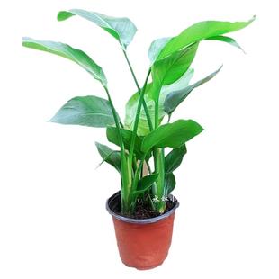 天堂鸟盆栽 室内耐寒植物 大型客厅落地喜阴新奇观叶四季常青绿植