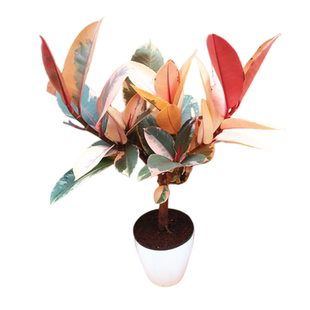 直播间指定款黑金刚绿色橡皮树花叶绿植庭院阳台盆栽好养耐热绿植