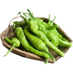 山里花食龙游白辣椒新鲜采摘青椒农家自种应季蔬菜衢州特产土辣椒