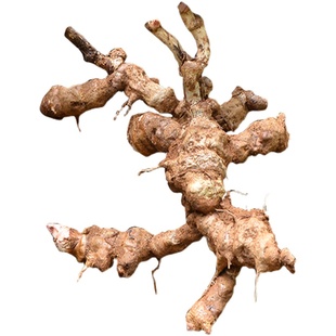 粤北山区菝葜根干货新鲜采挖金刚藤铁菱角金刚根金刚刺根菝葜干片