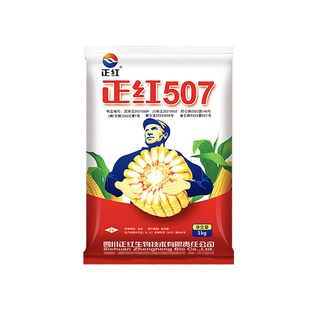 西南国审玉米种子正红507籽粒深果穗大西南中高低海拔区域可种植