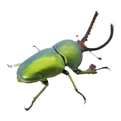 印尼金锹好看好养甲虫宠物礼物