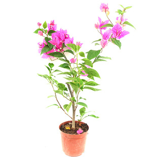 漫野花卉|三角梅漳州百变红樱 大苗 攀援九重葛叶子花 带花发货