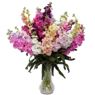 紫罗兰花种子耐寒易种四季播庭院百日草格桑花园艺园林景观花籽种