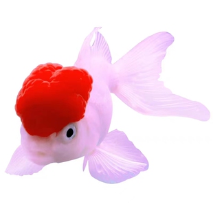 鹤顶红金鱼鸿运当头狮子头鱼耐活好养小金鱼苗淡水鱼冷水鱼观赏鱼